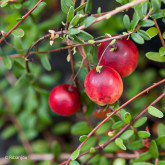 Canneberge Pilgrim Bio