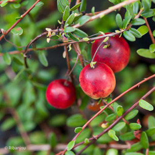 Canneberge Pilgrim Bio