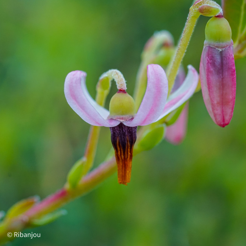 Canneberge Early Black Bio