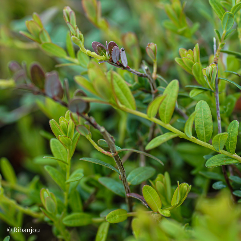 Canneberge Early Black Bio