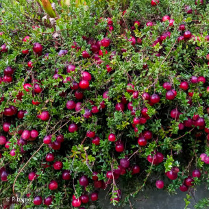 Canneberge Early Black Bio