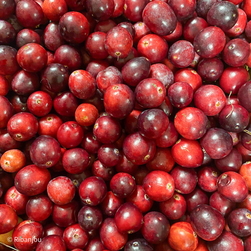 Canneberge Early Black Bio