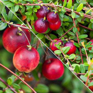 Duo de canneberge Pilgrim/Crowley Bio