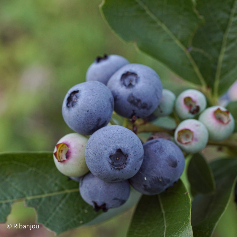 Myrtillier Ivanhoé Bio