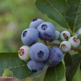 Myrtillier Ivanhoé Bio