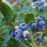 Myrtillier Ivanhoé Bio