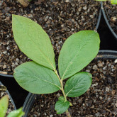 Myrtillier Ivanhoé Bio