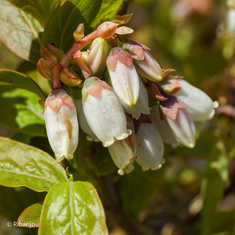 Myrtillier Ivanhoé Bio