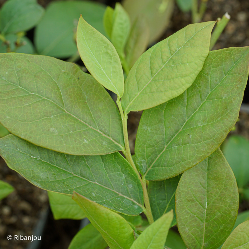 Myrtillier Bluecrop Bio