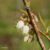 Myrtillier Bluecrop Bio