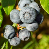 Myrtillier Bluecrop Bio
