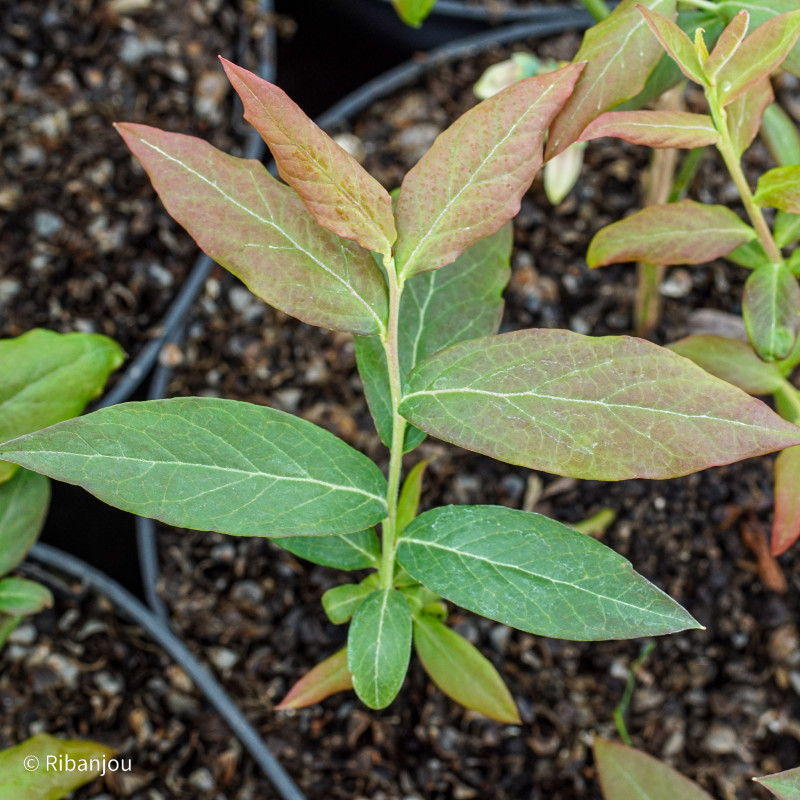 Myrtillier Darkeley Bio