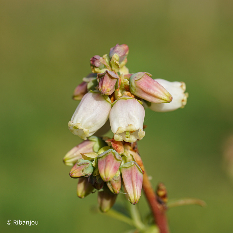 Myrtillier Darkeley Bio