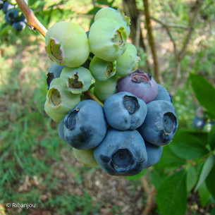 Myrtillier Darkeley Bio