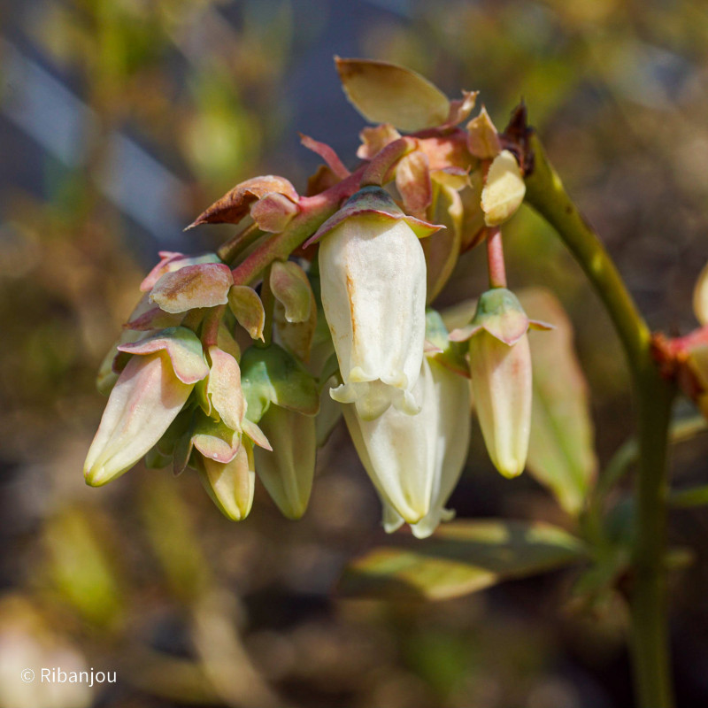 Myrtillier Berkeley Bio