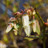 Myrtillier Berkeley Bio