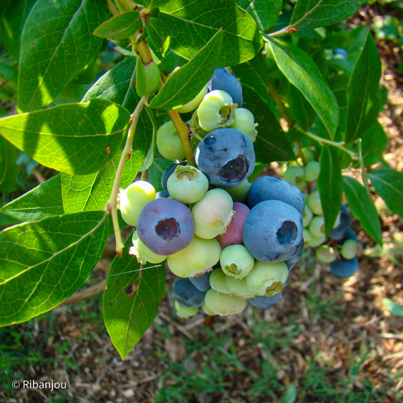 Myrtillier Darkeley Bio