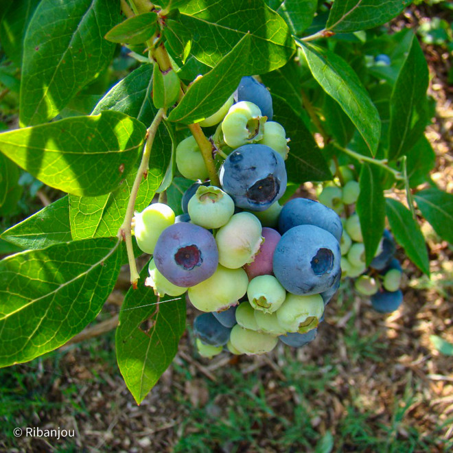 Myrtillier Darkeley Bio