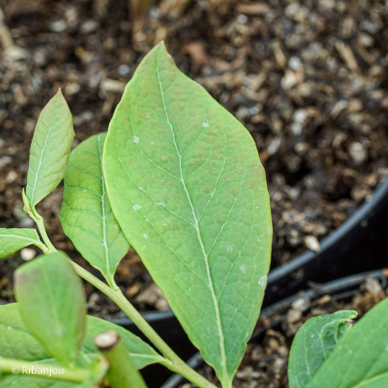 Myrtillier Berkeley Bio