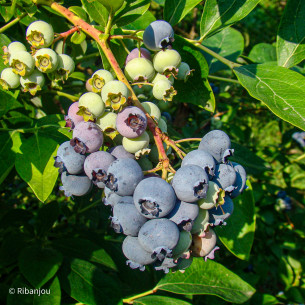 Myrtillier Berkeley Bio