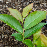 Myrtillier Estive Bio Myrtillier Estive Bio