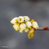 Myrtillier Estive Bio Myrtillier Estive Bio