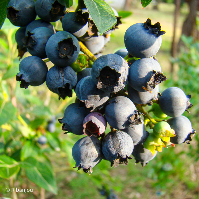 Myrtillier Estive Bio