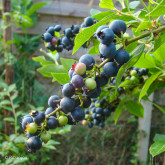 Myrtillier Estive Bio