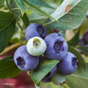 Myrtillier Collins Bio