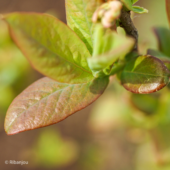 Myrtillier Elliott Bio