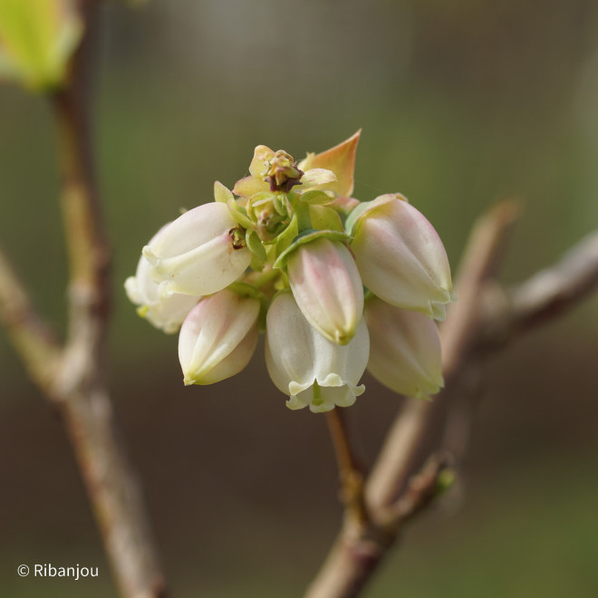 Myrtillier Elliott Bio