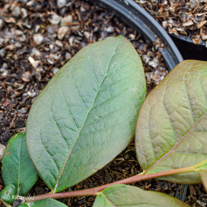 Myrtillier Collins Bio