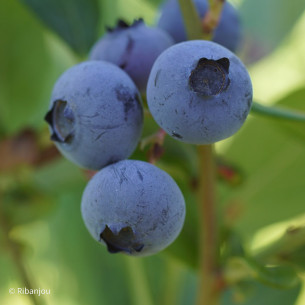 Myrtillier Elliott Bio