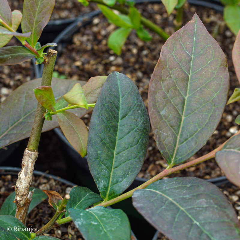 Myrtillier Spartan Bio