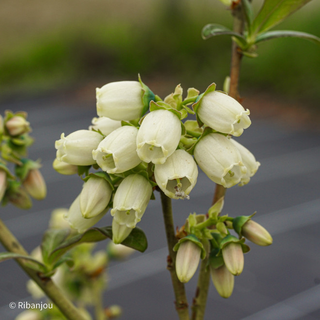 Myrtillier Spartan Bio