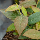 Myrtillier Brigitta Bio