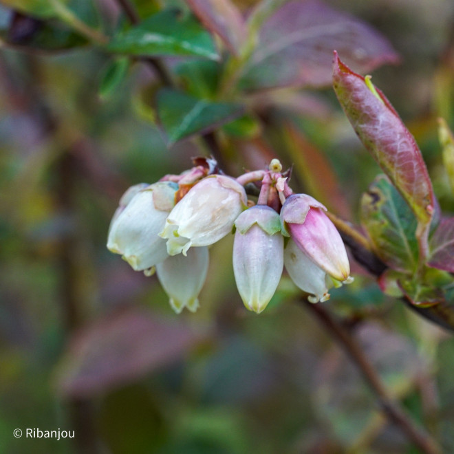 Myrtillier Brigitta Bio