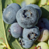 Myrtillier Spartan Bio