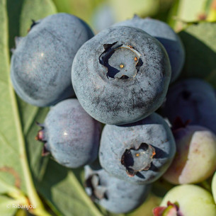 Myrtillier Spartan Bio