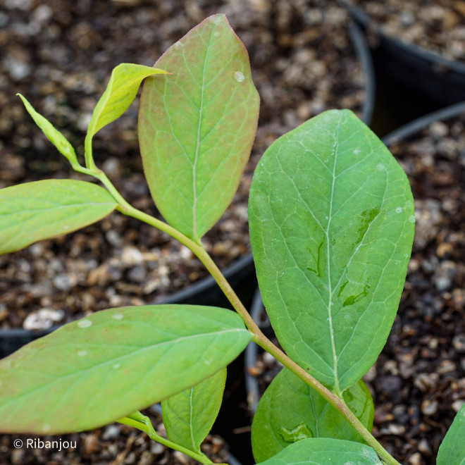 Myrtillier Centurion Bio