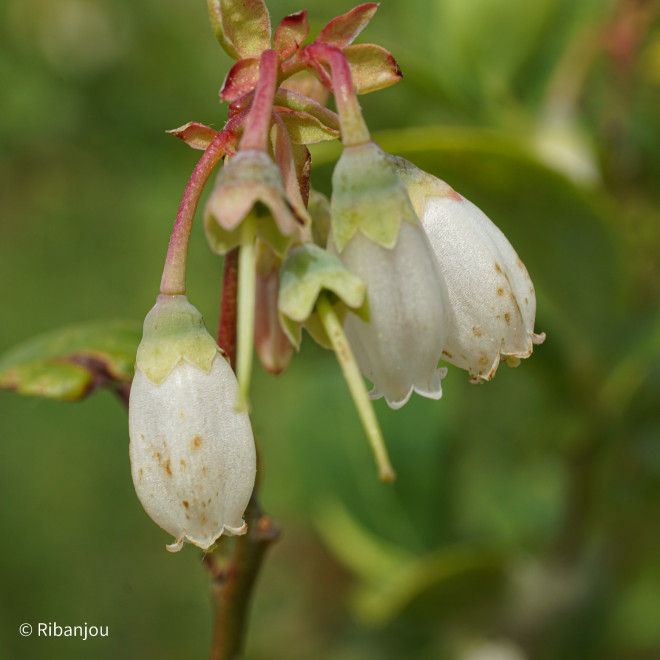 Myrtillier Centurion Bio