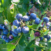 Myrtillier Brigitta Bio