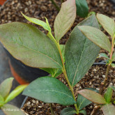 Myrtillier Earliblue Bio Myrtillier Earliblue Bio