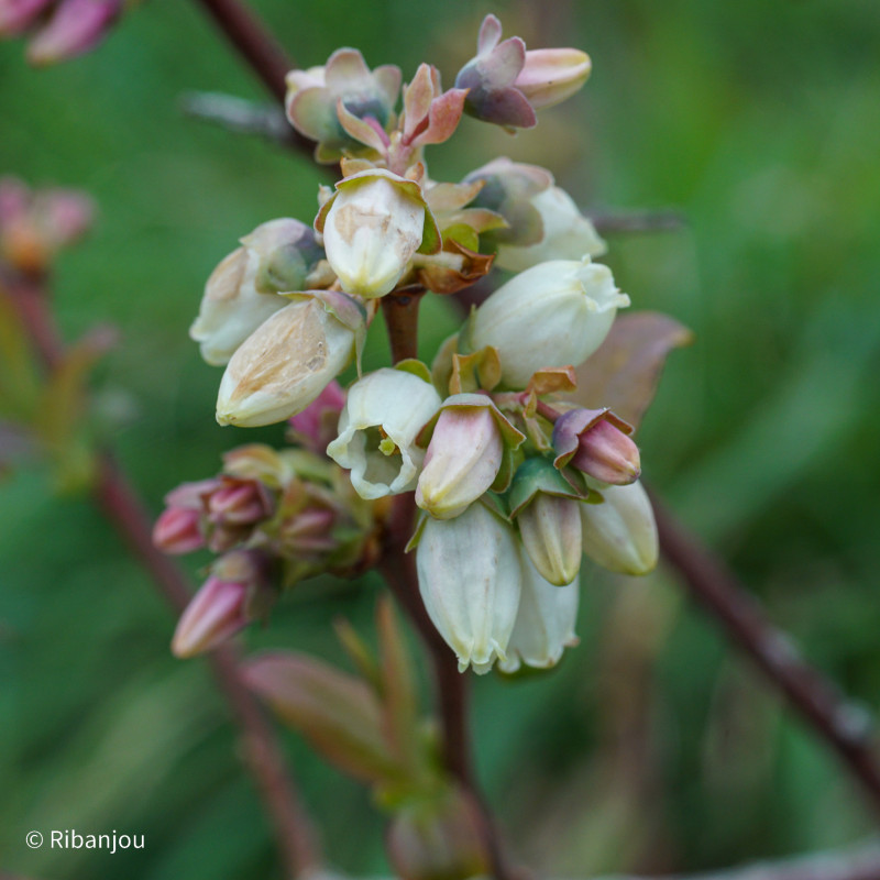 Myrtillier Earliblue Bio Myrtillier Earliblue Bio