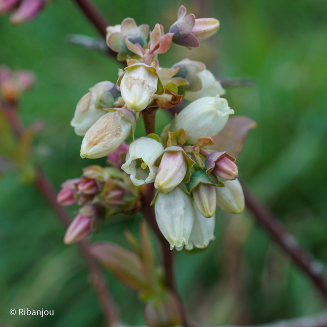 Myrtillier Earliblue Bio