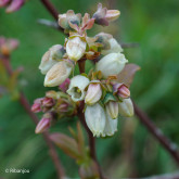 Myrtillier Earliblue Bio Myrtillier Earliblue Bio