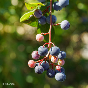 Myrtillier Centurion Bio