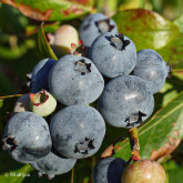 Myrtillier Earliblue Bio