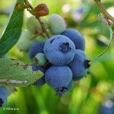 Myrtillier Earliblue Bio Myrtillier Earliblue Bio