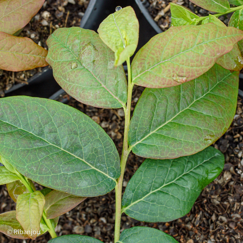 Myrtillier Darrow Bio